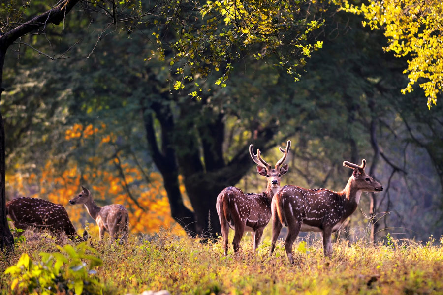 TADOBA NAGZIRA AND PENCH NATIONAL PARK TOUR PACKAGE